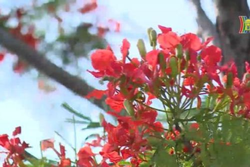Hà Nội rực rỡ sắc hoa phượng