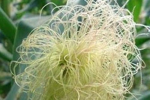 7 món ăn bài thuốc có râu ngô