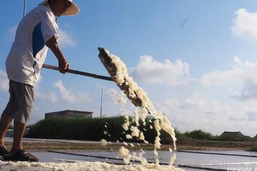 Nhọc nhằn diêm dân 'cõng nắng' trên cánh đồng trắng