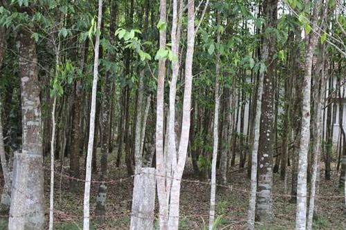 Trồng cây dó trầm chờ… 'sâu ăn'