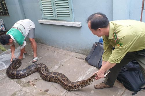 Kiểm lâm TP.HCM thả con trăn quý hiếm nặng 63 kg về rừng