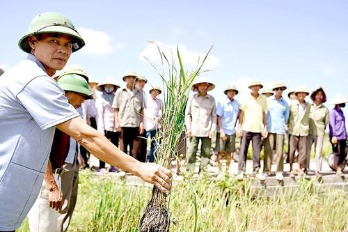 Ruộng đồng bỗng nhiên nhiễm mặn