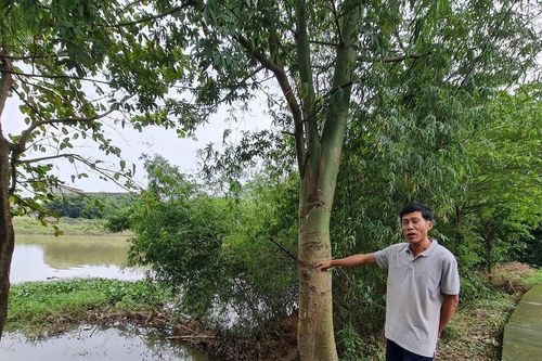 Quảng Ngãi: 35 tỷ đồng xây kè chống sạt lở bờ sông Cây Bứa