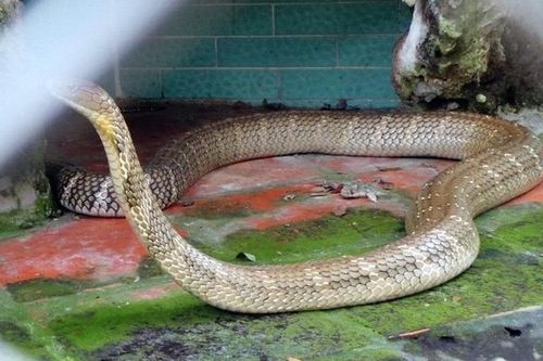 Tận mục rắn hổ chúa khổng lồ trong trại rắn nổi tiếng Việt Nam