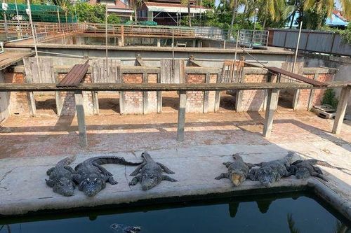 Campuchia: Ngã vào chuồng cá sấu, chủ trang trại bị 40 con 'cắn xé' ăn thịt