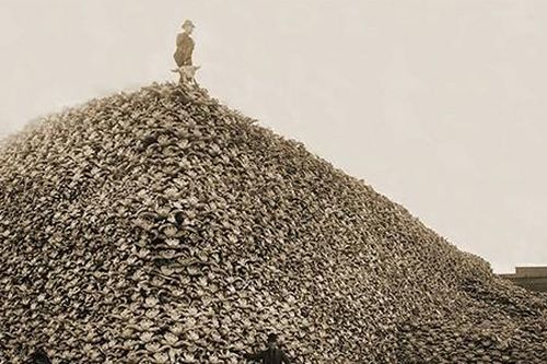 Cuộc tàn sát hàng triệu bò rừng Bison thảm khốc hơn 100 năm trước