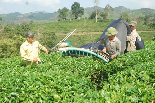 Người dân Nghệ An vươn lên thoát nghèo nhờ cây chè xanh