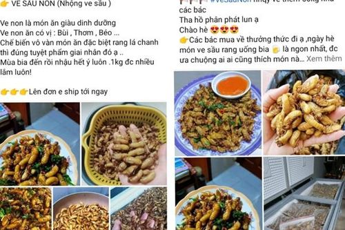 Nhộng ve sầu được săn đón khi vào hè, người sử dụng cần cẩn trọng ngộ độc