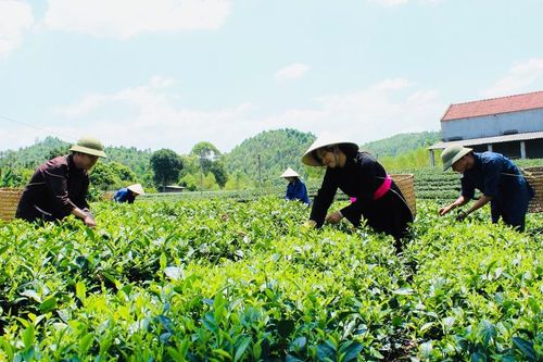 Dự thảo Luật HTX (sửa dổi): Phải là mô hình của người nông dân