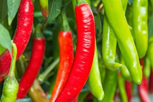 Loại gia vị giá rẻ nhưng nhiều công dụng chữa bệnh
