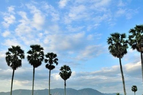 Tỉnh nào được xem là xứ sở của cây thốt nốt?