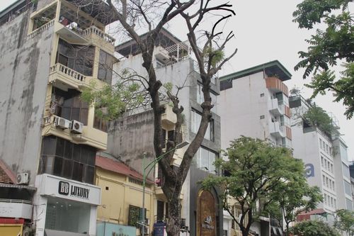 Cây chết khô ở Hà Nội, nguy cơ đổ gãy khi giông gió
