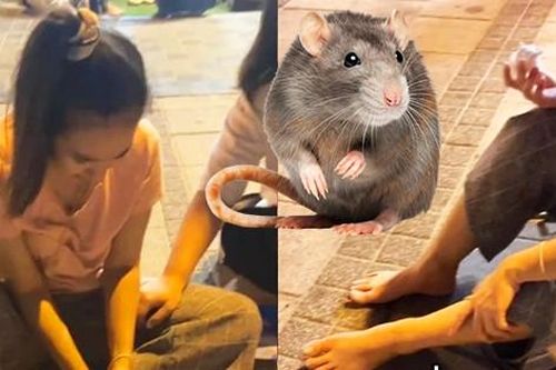 Ngồi ăn quà bên bờ biển, du khách bất ngờ bị chuột cắn chảy máu phải vào viện