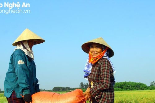 Vụ xuân 2023 Nghệ An thắng lợi toàn diện