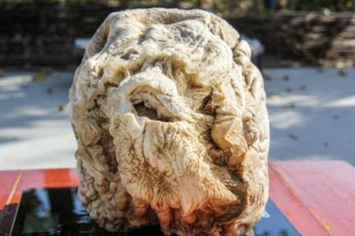 Đào được 'tảng đá' xù xì, lão nông không ngờ đây là 'thần dược' quý hơn vàng