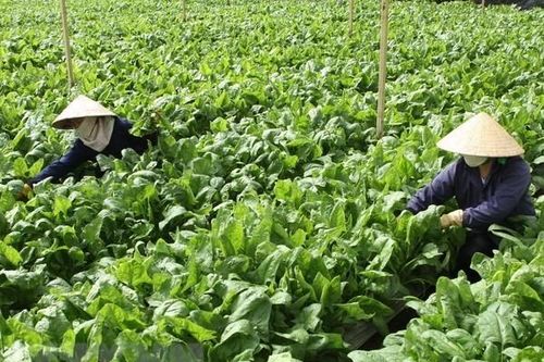 Rau Đà Lạt tăng giá do mưa kéo dài