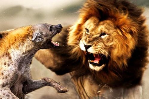 Tại sao sư tử và linh cẩu luôn tỏ ra bất hòa với nhau?