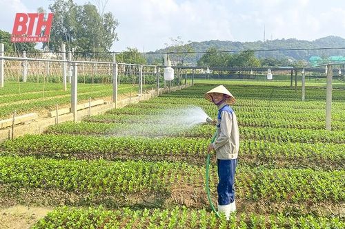 Bảo vệ cây trồng mùa nắng nóng
