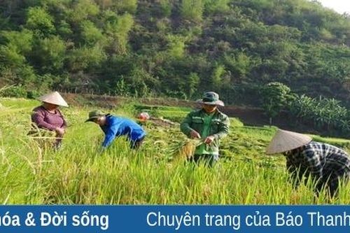 Đoàn Kinh tế quốc phòng 5 giúp dân thu hoạch lúa