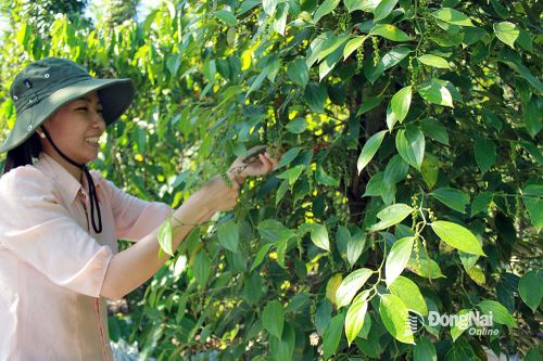 Đồng Nai chọn đột phá từ nông nghiệp hữu cơ