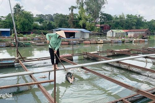Vùng nuôi cá Hiệp Hòa chưa xảy ra tình trạng cá chết hàng loạt