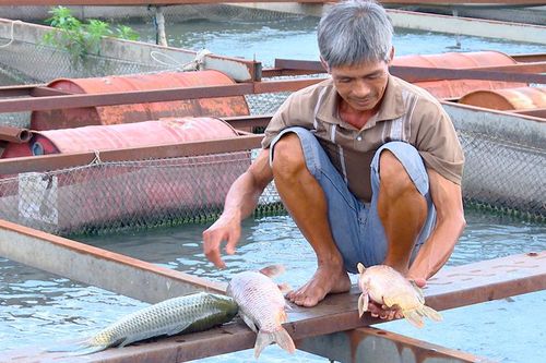 Chưa xảy ra tình trạng cá chết hàng loạt ở vùng nuôi cá Hiệp Hòa