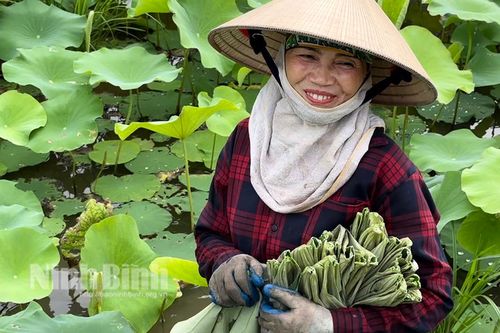 Phát triển chuỗi giá trị bền vững từ cây sen
