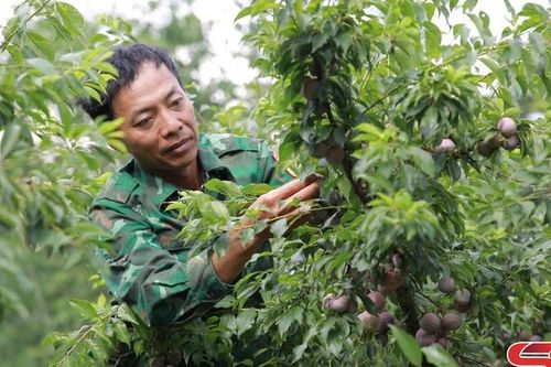 Ngày 1/6 diễn ra Tuần lễ Mận, nông sản an toàn tỉnh Sơn La tại Hà Nội