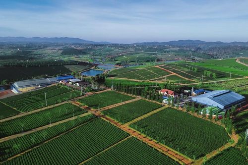 Trà Oolong Tam Dương - thức uống thượng hạng cho người sành trà
