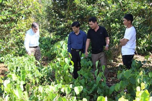 Nông sản xuất ngoại đem về cuộc sống ấm no cho đồng bào dân tộc thiểu số