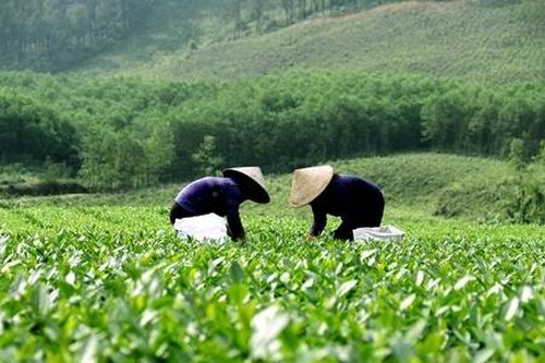 Dự thảo Luật HTX (sửa đổi): Cần tạo thêm 'không gian' cho HTX phát triển