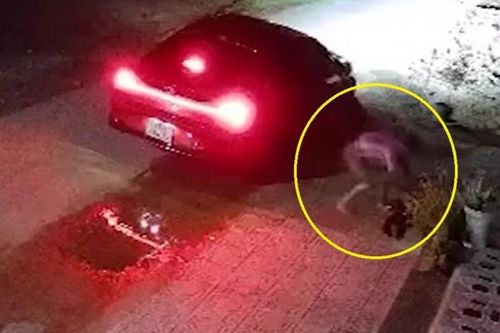 Xe ô tô lượn qua một vòng, hàng loạt nhà dân bị mất trộm chó
