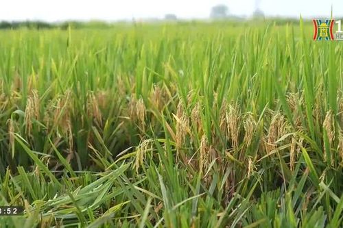 Rộn ràng mùa gặt