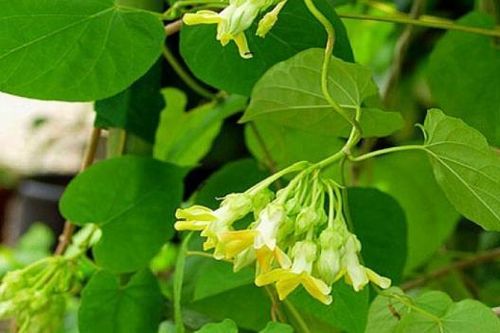 Một số bài thuốc từ cây thiên lý