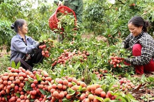 Nhộn nhịp nông sản vào mùa