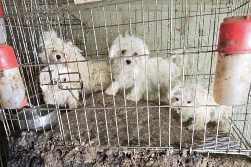 Sự ác độc bên trong trại nhân giống chó ở Hàn Quốc