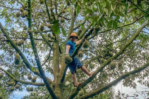 Cầm dao đi 'gõ' sầu riêng, kiếm tiền triệu mỗi ngày
