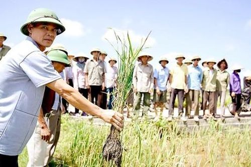 Vụ nghi xả nhầm nước mặn ở 'vựa lúa' Thái Bình: Chính quyền địa phương vào cuộc xác minh
