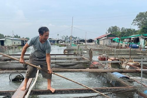 Vụ làng cá Tân Mai chết hàng loạt: Người dân mong được hỗ trợ làm sạch môi trường nước