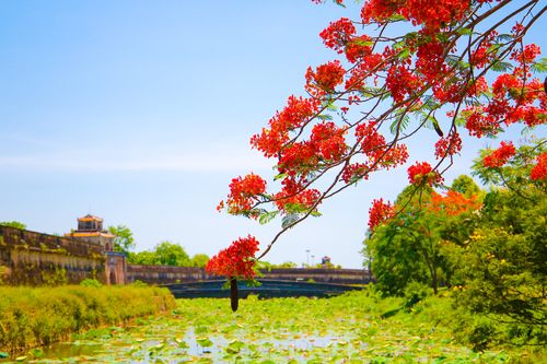 Hoa phượng rực rỡ đẹp nao lòng ở Cố đô Huế
