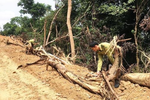 Công an điều tra vụ phá rừng Kfw6 để mở đường ở Quảng Ngãi