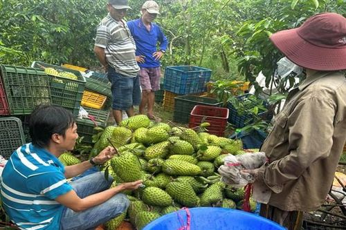 Mãng cầu thành hàng sốt, giá tăng gấp 2-3 lần sau 'trend' làm trà