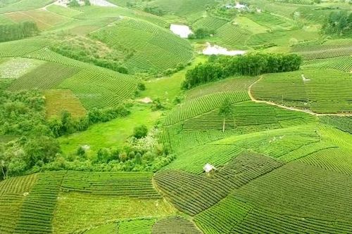 Thái Nguyên: Phát triển du lịch gắn với sản phẩm trà và văn hóa trà