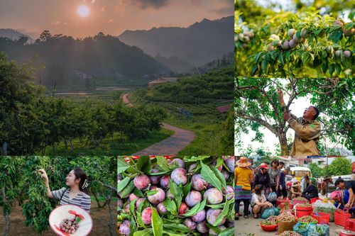 Mận Tam Hoa trên 'cao nguyên trắng' Bắc Hà