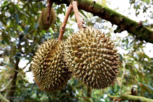 Cần Thơ: Sầu riêng được mùa, được giá, người trồng phấn khởi