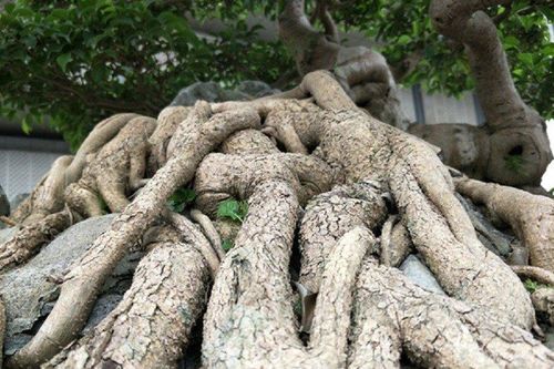 Ngắm cây sanh xưa mua 10 cây vàng, nay đại gia trả 15 tỷ chủ cây vẫn chưa gật đầu