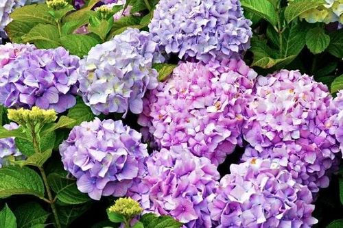 Đừng tưới nước vo gạo trực tiếp vào cây, thêm thứ 'gia vị' này lá tươi tốt, hoa nở ầm ầm