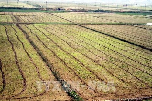 Nhiều diện tích sản xuất nông nghiệp ở Trung Bộ có nguy cơ bị hạn