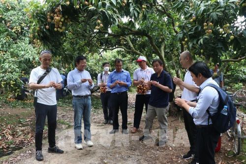 Doanh nghiệp Nhật Bản ấn tượng với chất lượng của quả vải Thanh Hà