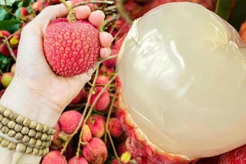 3 loại vải đắt đỏ bậc nhất Việt Nam, mỗi dịp vào mùa có tiền chưa chắc đã mua được